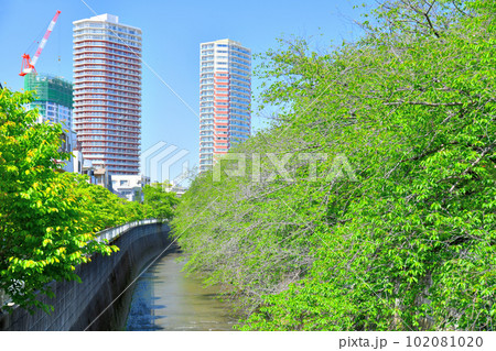 柏橋／神田川より下流方向を望む(東京都新宿区)【2023.4】 102081020