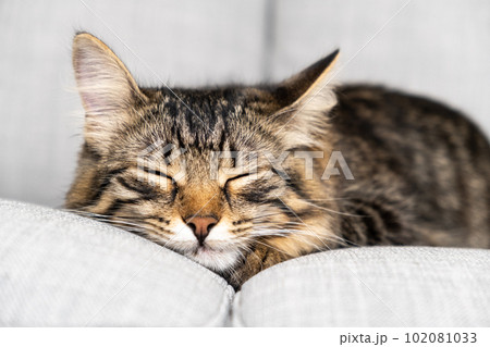 Portrait of a sleeping striped young cat on a gray sofa. The cat is resting. 102081033