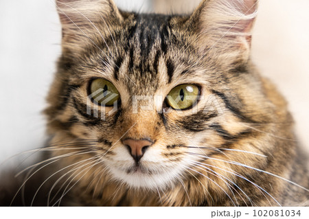 Portrait of a fluffy young tabby cat with yellow-green eyes looking at the camera, a cat's gaze. 102081034