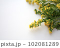 Photo of goldenrod solidago yellow small flowers 102081289