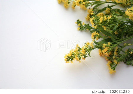 Photo of goldenrod solidago yellow small flowers Photo of goldenrod solidago yellow small flowers 102081289