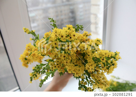 Photo of goldenrod solidago yellow small flowers Photo of goldenrod solidago yellow small flowers 102081291