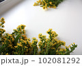 Photo of goldenrod solidago yellow small flowers 102081292