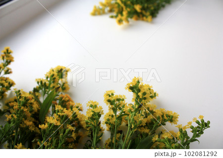 Photo of goldenrod solidago yellow small flowers Photo of goldenrod solidago yellow small flowers 102081292
