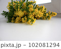 Photo of goldenrod solidago yellow small flowers 102081294