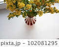 Photo of goldenrod solidago yellow small flowers in a vase 102081295