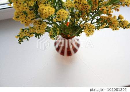 Photo of goldenrod solidago yellow small flowers in a vase Photo of goldenrod solidago yellow small flowers in a vase 102081295