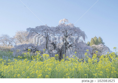 福島　三春滝桜 102081625