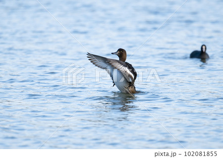 キンクロハジロ02～川面でパタパタ♪ 102081855