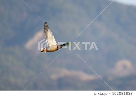マガモ雄~川面から飛翔♪ マガモ雄~川面から飛翔♪ 102081858