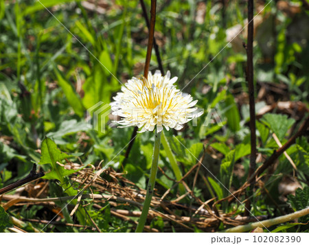 野に咲くたんぽぽ 102082390