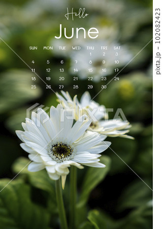 The June 2023 calendar page with white chrysanthemum in garden. 102082423