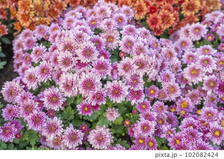 The Soft pink purple Chrysanthemum flowers nature abstract background. The Soft pink purple Chrysanthemum flowers nature abstract background. 102082424