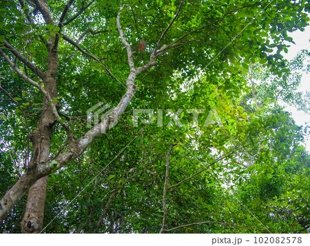 Tree canopy Tree canopy 102082578