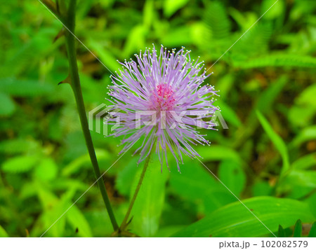 Mimosa flower Mimosa flower 102082579