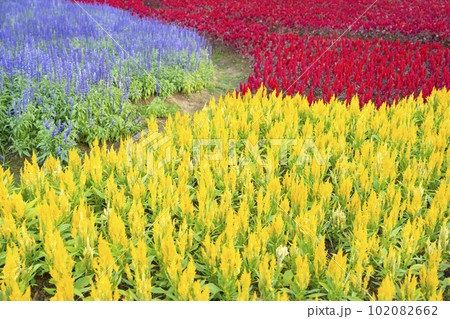 Row of yellow and red color cockscomb (Celosia Cristata) flower with Purple Salvia flowers in garden Row of yellow and red color cockscomb (Celosia Cristata) flower with Purple Salvia flowers in garden 102082662