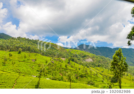 Tea Gardens at Munnar, Kerala, India 102082986