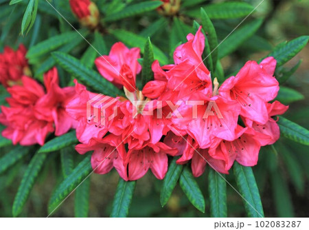 赤葉ツツジ 102083287