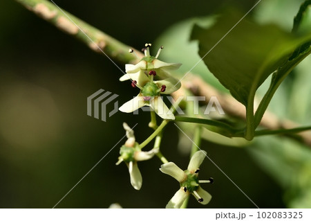 Mayumi flower - Stock Photo [102083325] - PIXTA