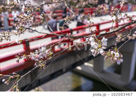 230402中橋桜z042 230402中橋桜z042 102083467