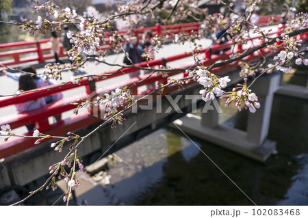 230402中橋桜z032 102083468