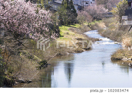 230401中橋桜開花g142 102083474