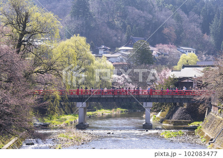 230401中橋桜開花g030 230401中橋桜開花g030 102083477