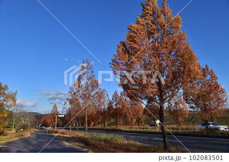 京都学研都市・精華大通りの秋のメタセコイア並木 102083501