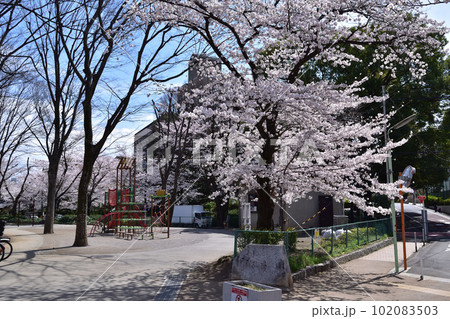 世田谷・船橋・希望丘公園の桜 世田谷・船橋・希望丘公園の桜 102083503