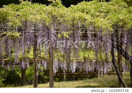 初夏の風に揺れる薄紫の藤の花 初夏の風に揺れる薄紫の藤の花 102083536