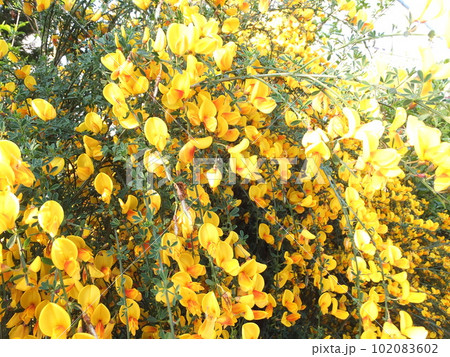 春　満開のエニシダ 102083602