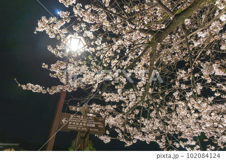 230403中橋夜桜s070 230403中橋夜桜s070 102084124