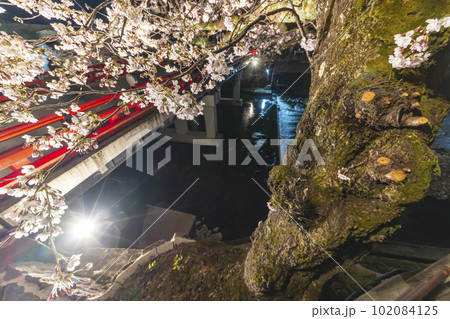 230403中橋夜桜s030 230403中橋夜桜s030 102084125