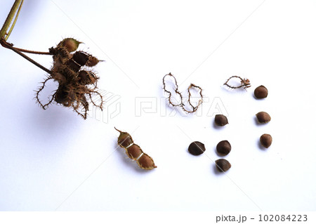 おじぎ草の種17 おじぎ草の種17 102084223