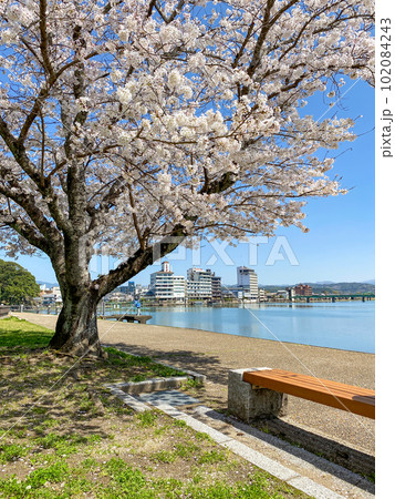 日田三隈川公園の満開の桜と川沿いの風景 102084243