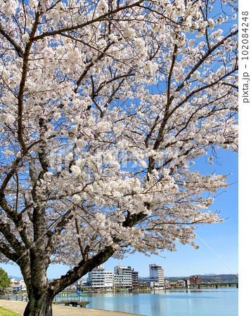 日田三隈川公園の満開の桜と川沿いの風景 102084248