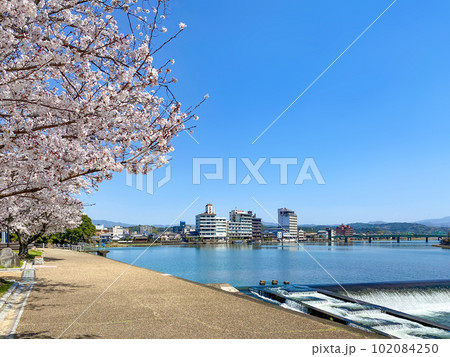 日田三隈川公園の満開の桜と川沿いの風景 日田三隈川公園の満開の桜と川沿いの風景 102084250