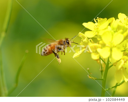 菜の花×蜜蜂 102084449