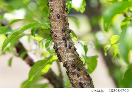 タマカタカイガラムシ タマカタカイガラムシ 102084700