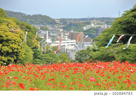 街並みを背景に、満開のポピーと鯉のぼり 街並みを背景に、満開のポピーと鯉のぼり 102084783
