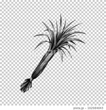 Lemongrass (single item) / monochrome 102084843