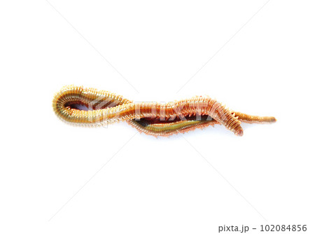 釣り餌のアオイソメを白バックで 釣り餌のアオイソメを白バックで 102084856