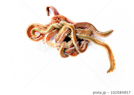 釣り餌のアオイソメを白バックで 釣り餌のアオイソメを白バックで 102084857
