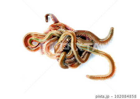 釣り餌のアオイソメを白バックで 102084858