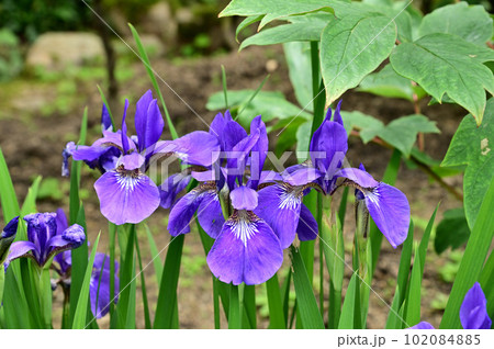 當麻寺奥院の菖蒲の花 102084885
