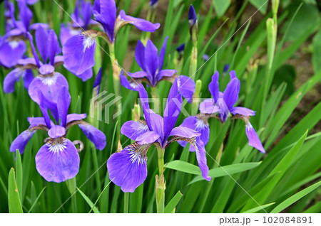 當麻寺奥院の菖蒲の花 當麻寺奥院の菖蒲の花 102084891