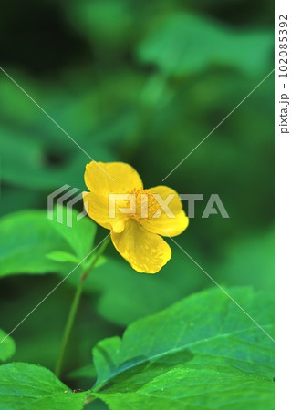 山吹草(やまぶきそう)一輪 山吹草(やまぶきそう)一輪 102085392