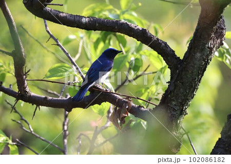 梅の木で囀るオオルリ 102086182