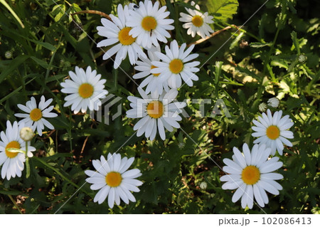 春の庭に咲く白い舌状花とオレンジ色の筒状花のフランスギクの花 春の庭に咲く白い舌状花とオレンジ色の筒状花のフランスギクの花 102086413