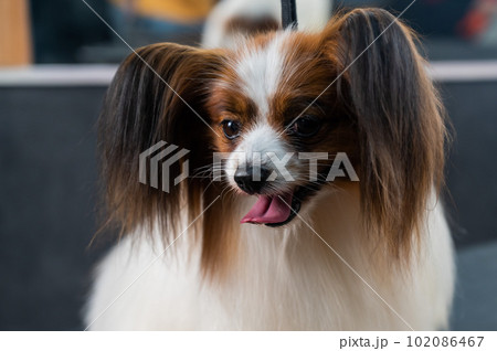 Portrait of a cute tricolor papillon. Continental spaniel dog with tongue hanging out. 102086467